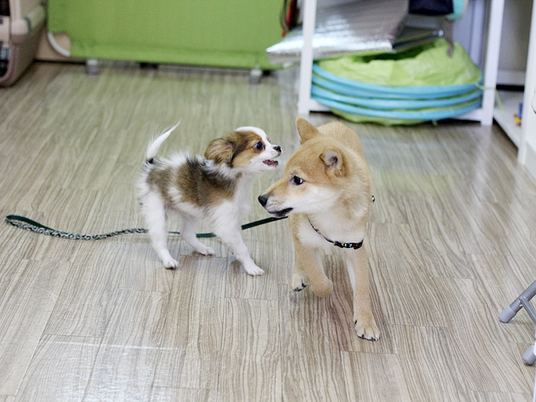 子犬同士の遊び